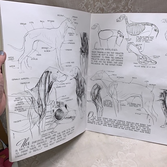 How to Draw & Paint Dogs 13" paperback book by Walter Foster 1989 - Picture 6 of 11